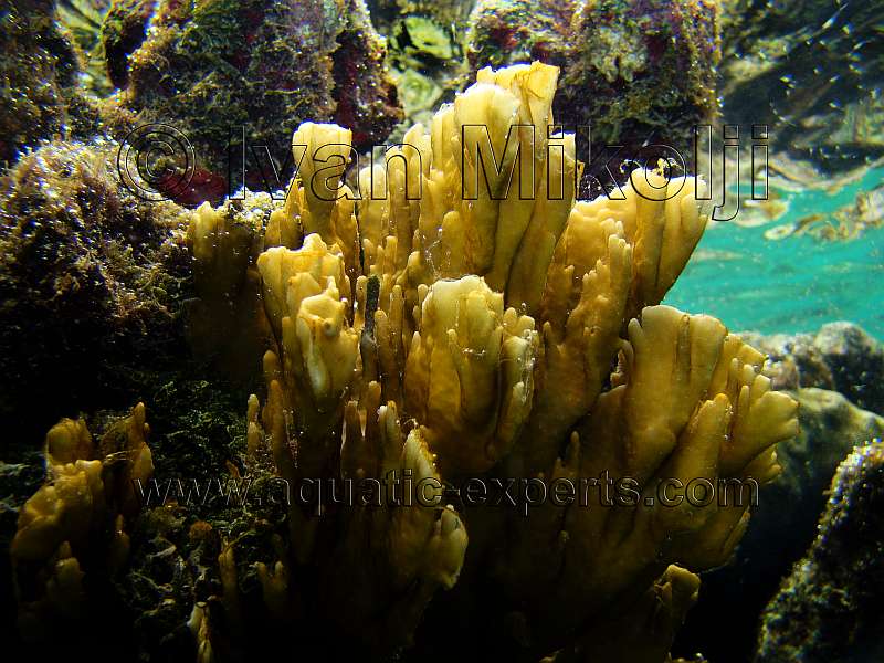Fire Coral